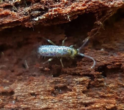 Tomocerus minor